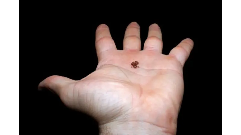 Sapinho da Mata Atlântica com menos de 7 milímetros é o segundo menor vertebrado já descrito no mundo