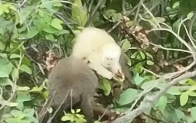 Sauá albino é registrado pela primeira vez no mundo em área da Mata Atlântica