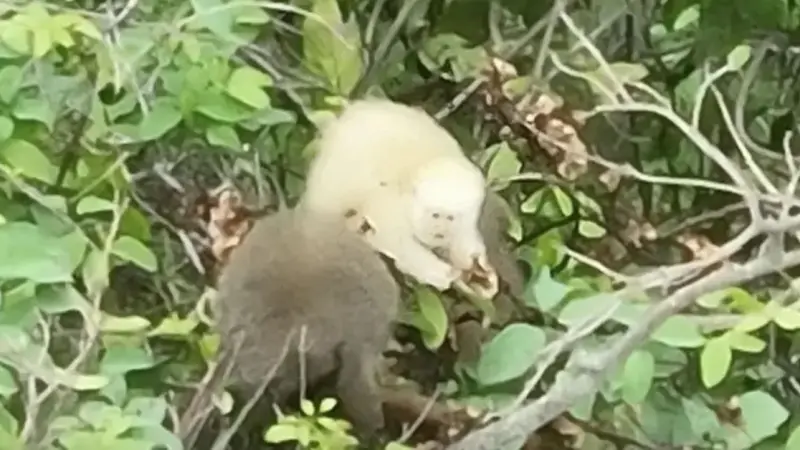 Sauá albino é registrado pela primeira vez no mundo em área da Mata Atlântica