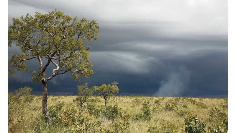 Seca avança no Cerrado