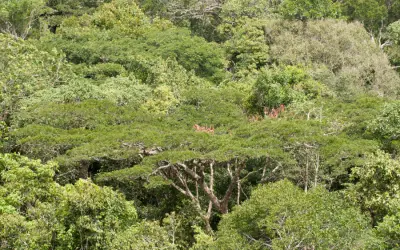 Secas prolongadas e calor extremo ameaçam a Amazônia e seu ciclo da água e armazenamento de carbono