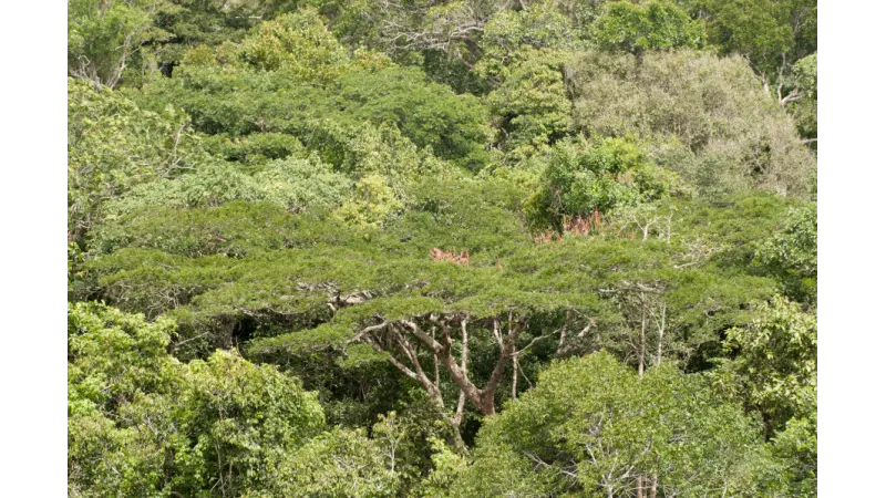 Secas prolongadas e calor extremo ameaçam a Amazônia e seu ciclo da água e armazenamento de carbono