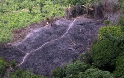 Segundo pesquisador da Imazon, o desmatamento na Amazônia só será controlado se der um freio na pecuária