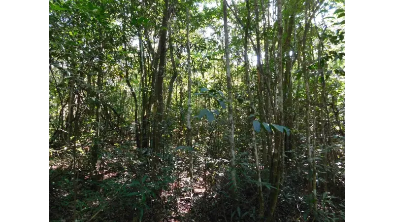 Sem manejo adequado, Cerrado se descaracteriza e área fica menos resiliente às mudanças no clima