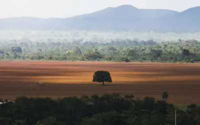 Senado coloca em pauta projeto que amplia anistia para quem desmatou reserva legal