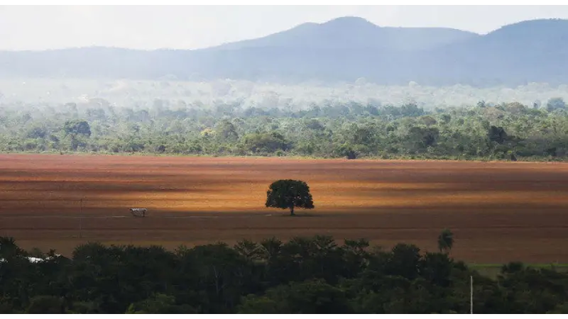 Senado coloca em pauta projeto que amplia anistia para quem desmatou reserva legal
