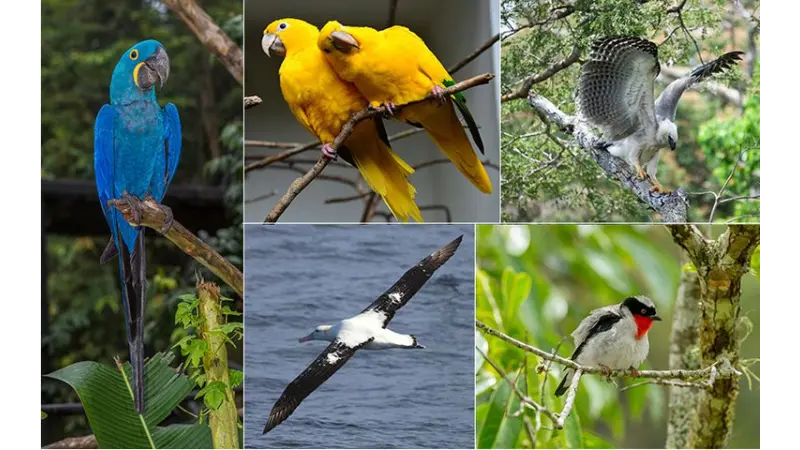 Maior Sequenciamento Genético do Brasil: ICMBio Mapeia DNA de 400 Espécies da Fauna Brasileira