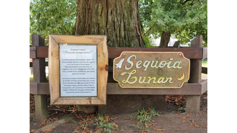 Sequoia lunar: NASA confirma que árvore gigante plantada no RS é de semente enviada à Lua
