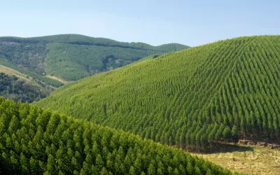 Setor de florestas plantadas fatura R$ 240 bilhões e bate recordes históricos no Brasil