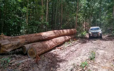 Sistema B Brasil alerta empresas para barrar colapso da Amazônia