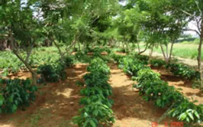 Sistema de Agroflorestas em pequenas propriedades