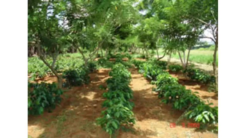 Sistema de Agroflorestas em pequenas propriedades