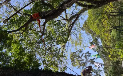 Tecnologia LiDAR e Biomecânica: USP desenvolve sistema a laser para otimizar podas urbanas e evitar queda de árvores