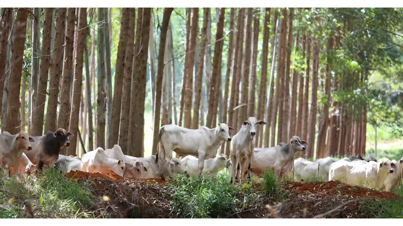 Sistemas agrícolas sustentáveis podem dar uma chance ao Brasil