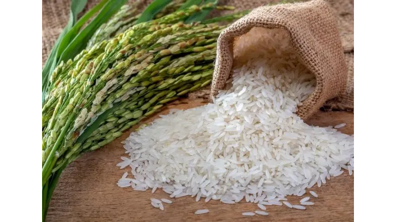 "Situação é realmente precária": maior exportador de arroz do mundo enfrenta declínio na produção em meio a onda de calor!