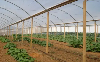 Software projeta estufa e materiais para cultivo protegido de hortaliças
