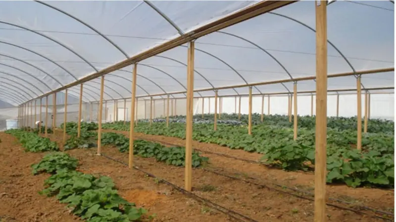 Software projeta estufa e materiais para cultivo protegido de hortaliças