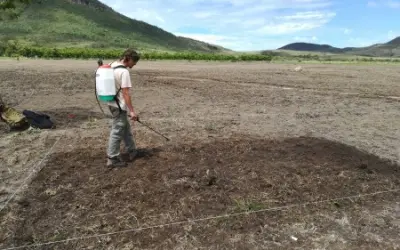 Solo mais ácido diminui capim invasor e ajuda a restaurar vegetação nativa do Cerrado, aponta estudo