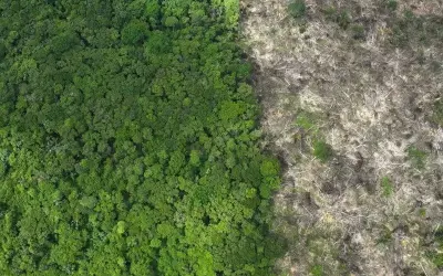 STF impõe novos prazos e cobra eficiência do Ibama e Funai no combate ao desmatamento
