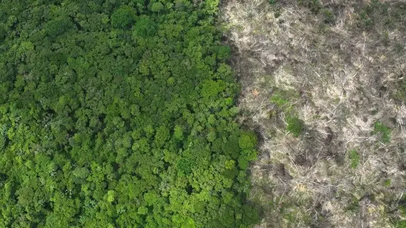 STF impõe novos prazos e cobra eficiência do Ibama e Funai no combate ao desmatamento