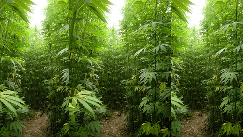 STJ autoriza cultivo de cânhamo no Brasil para fins industriais e medicinais