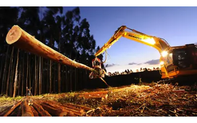 Suzano compra floresta de eucaliptos em pé da Eco Brasil em Tocantins por 400 mi