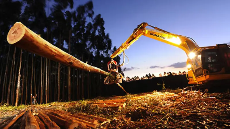 Suzano compra floresta de eucaliptos em pé da Eco Brasil em Tocantins por 400 mi