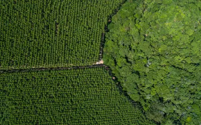 Suzano firma parceria com CMAK AgroForest para impulsionar mecanização florestal no Brasil