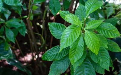 Tabaco Psicodélico: como a biotecnologia fez uma planta produzir cinco alucinógenos diferentes