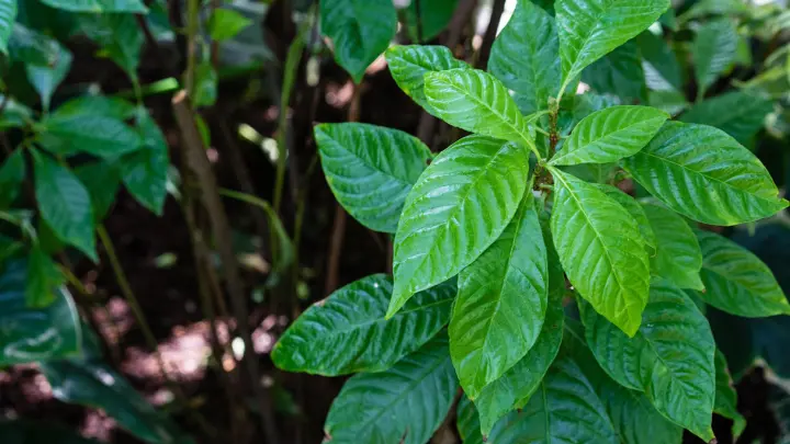 Tabaco Psicodélico: como a biotecnologia fez uma planta produzir cinco alucinógenos diferentes