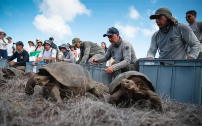 Tartarugas gigantes retornam à Ilha Floreana após mais de 150 anos e marcam nova etapa de restauração ecológica nas Galápagos