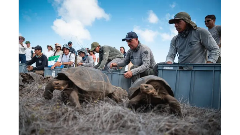 Tartarugas gigantes retornam à Ilha Floreana após mais de 150 anos e marcam nova etapa de restauração ecológica nas Galápagos
