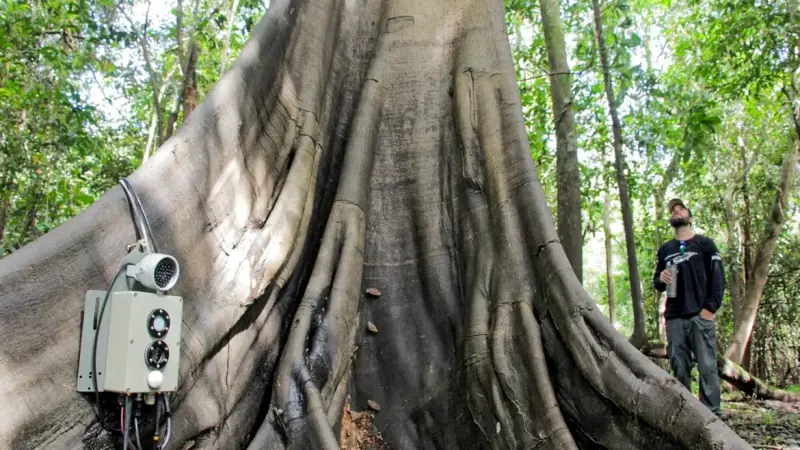 Tecnologias Revolucionam o Monitoramento da Biodiversidade, Árvores e Ar da Amazônia