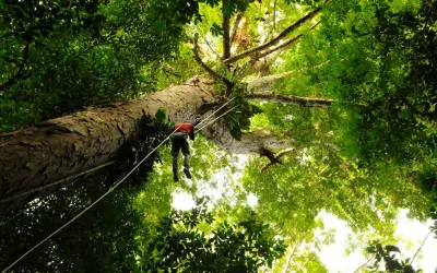 Terra das árvores gigantes do Brasil