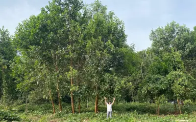 Terra Preta da Amazônia acelera em até 55% o crescimento de árvores nativas em áreas degradadas
