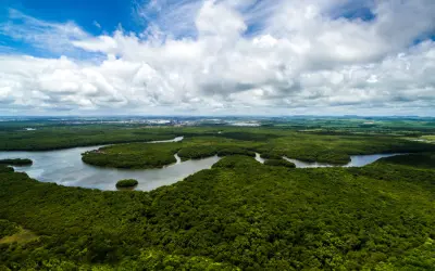 O que é o TFFF e por que ele pode transformar a conservação das florestas tropicais