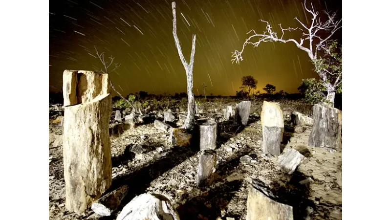 Tocantins tem uma das maiores reservas de flora fossilizada do mundo