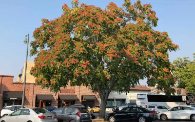 Transforma solo, intoxica insetos e domina habitats perturbados: Ailanthus altissima, a “árvore-do-céu”, se torna uma das espécies invasoras mais difíceis de conter na Europa