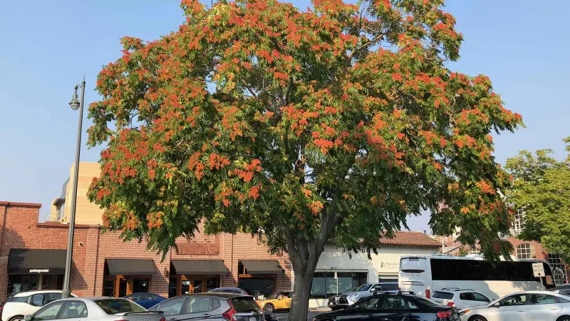 Transforma solo, intoxica insetos e domina habitats perturbados: Ailanthus altissima, a “árvore-do-céu”, se torna uma das espécies invasoras mais difíceis de conter na Europa