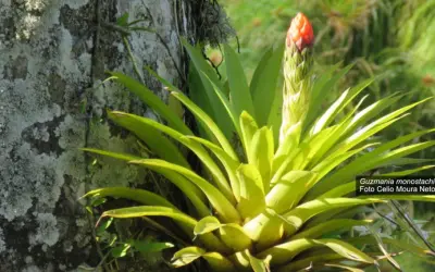 Transformando a Caatinga: Conheça o Primeiro Plano de Ação Nacional para sua Flora