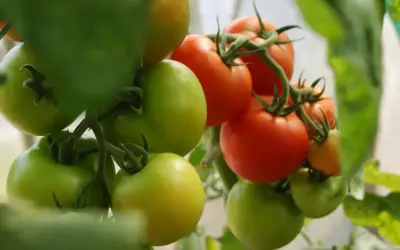 Tudo o que comemos é transgênico, e isso não é um problema