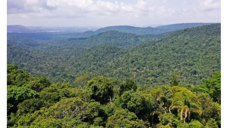 O que é e pra que serve o Inventário Florestal?