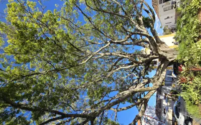 Um terço dos brasileiros ainda vive sem árvores nas ruas – veja as 15 cidades mais arborizadas do país
