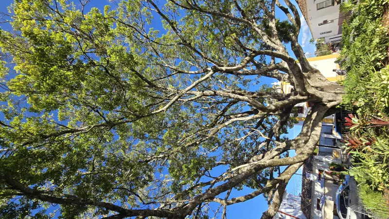 Um terço dos brasileiros ainda vive sem árvores nas ruas – veja as 15 cidades mais arborizadas do país