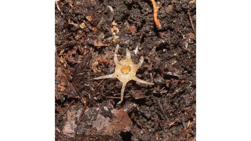 Uma descoberta insólita: Planta rara sem fotossíntese encontrada no Japão
