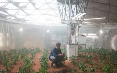 Uma espécie de musgo da Terra é capaz de sobreviver em Marte