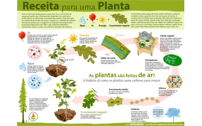 UMA FORMA FÁCIL DE ENTENDER DO QUE AS PLANTAS SÃO FEITAS