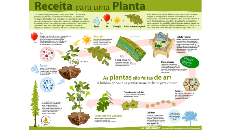 UMA FORMA FÁCIL DE ENTENDER DO QUE AS PLANTAS SÃO FEITAS