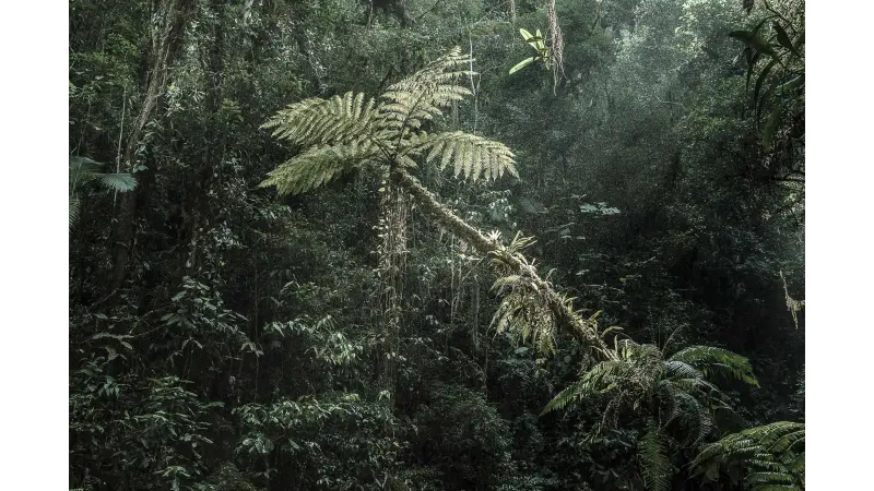 Uma oportunidade de recomeço para a Mata Atlântica