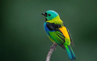 Megacoloridas em extinção urbana: como as cidades excluem as aves mais exuberantes do Brasil